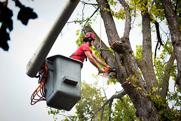 Best Seasonal Cleanup  in Springfield, FL